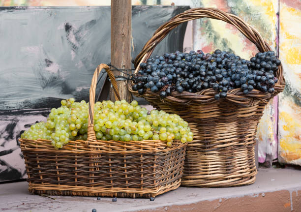 bunches of white and black grapes in a wicker basket. stock photo