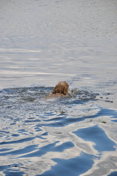 istock A sandy coloured cockapoo dog swimming away into deep water 1200170895