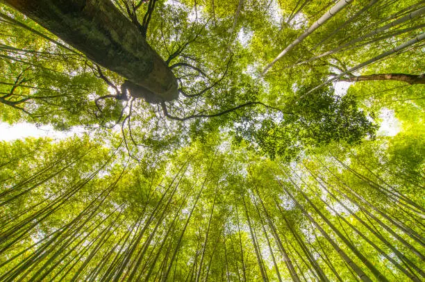Photo of Bamboo forest with sky at Arashiyama, Kyoto, Japan.