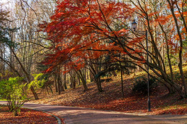 istock Landscape in city botanical public park in spring on sun light 1200171125