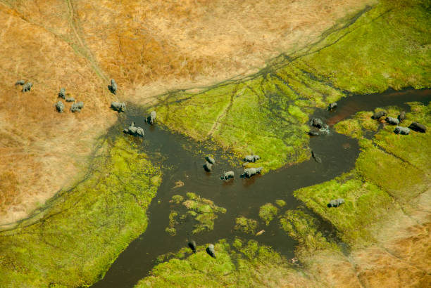 veduta aerea degli elefanti (loxodonta africana) nel delta dell'okavango in botswana. - delta dellokavango foto e immagini stock