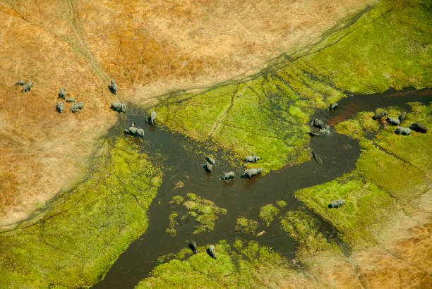 vista aérea dos elefantes (loxodonta africana) no delta de okavango em botswana. - non urban scene standing water waterhole landscape - fotografias e filmes do acervo