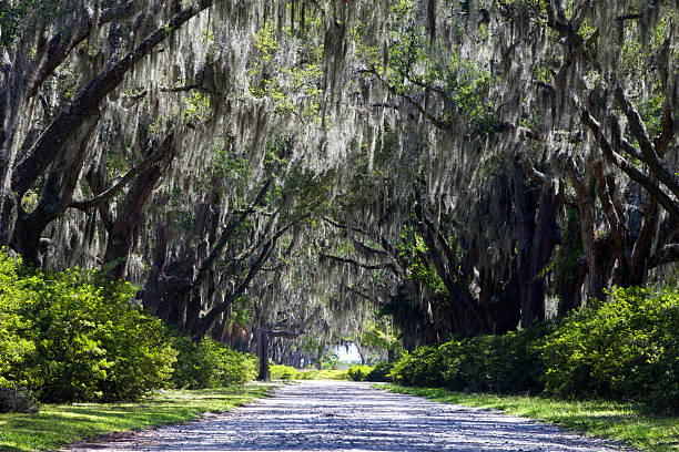 istock Isolated gravel Road With Spanish Moss Hanging From Trees 120017189