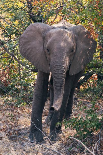 istock Young Elephant Standing in the Bush, Okavango Delta 1200172361
