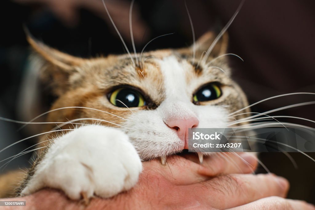 Ferocious red cat bites its owner in the arm with all its power Ferocious red cat bites its owner in the arm with all its power. Domestic Cat Stock Photo