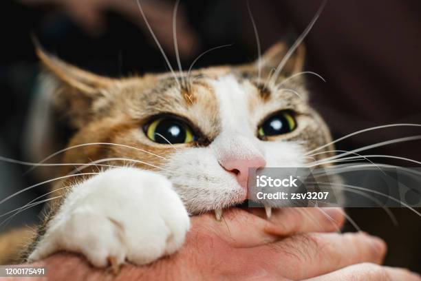 Ferocious Red Cat Bites Its Owner In The Arm With All Its Power Stock Photo - Download Image Now