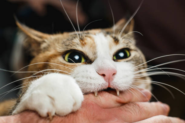 свирепый красный кот кусает своего хозяина в руке всей своей силой - biting стоковые фото и изображения