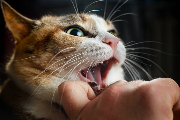 istock Ferocious red cat bites its owner in the arm with all its power 1200175500