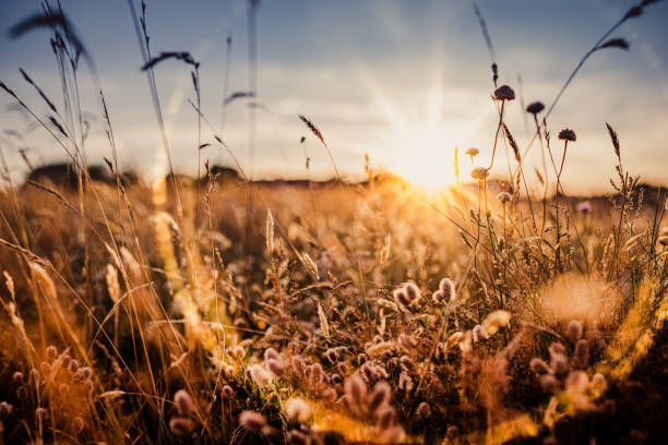 istock Beautiful wild flowers in a meadow 1200175558