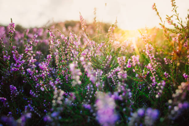 bruyère colorée au coucher du soleil - purple single flower flower photography photos et images de collection