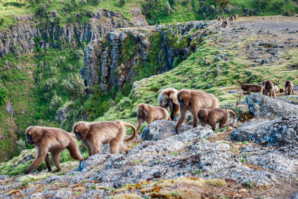 Wildlife shot of a large group of Gelada Baboons (Theropithecus gelada) in their natural habitat in the Semien Mountains National Park in Northern Ethiopia. The Gelada is endemic in the Ethiopian Highlands. Geladas can be easily identified by the “red heart” – this red patch of skin is on the chest, it´s shaped like an hourglass and is mostly in a bright red colour surrounded by white hair. Geladas are the only true grazing monkeys.
