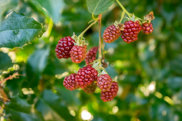 루부스 fruticosus 크고 맛있는 정원 블랙 베리, 가지에 빨간 미숙 과일 열매 - freshnes 뉴스 사진 이미지