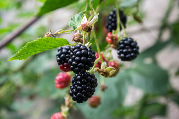 루부스 fruticosus 크고 맛있는 정원 블랙 베리, 가지에 검은 익은 과일 열매 - freshnes 뉴스 사진 이미지