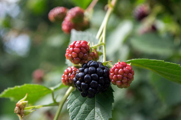 루부스 fruticosus 크고 맛있는 정원 블랙 베리, 가지에 검은 익은 과일 열매 - freshnes 뉴스 사진 이미지