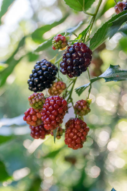 루부스 fruticosus 크고 맛있는 정원 블랙 베리, 가지에 검은 익은 과일 열매 - freshnes 뉴스 사진 이미지