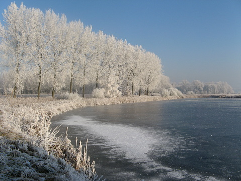 wonderful winter wonderland landscape in holland in winter with white trees with hoarfrost besides a frozen creek and a blue sky