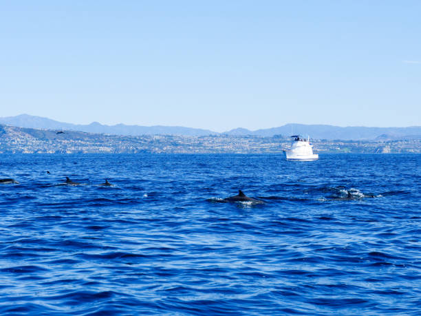 istock Boat and Dolphins in SoCal 1200180517