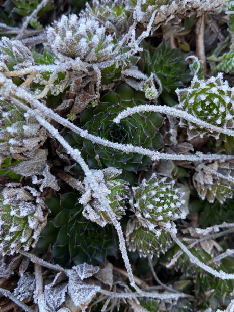 istock Frozen succulents in winter 1200180730