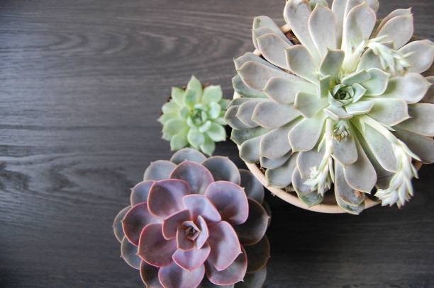istock Close up shots of Echeveria succulent. 1200180965