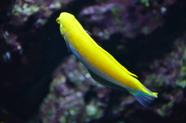istock Tropical fish in aquarium, Berlin 1200183016