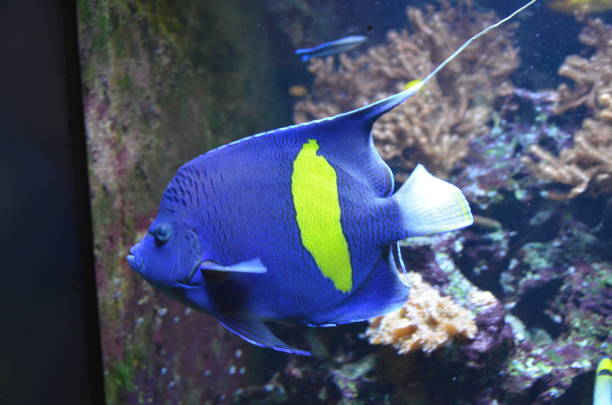 istock Tropical fish in aquarium, Berlin 1200183027