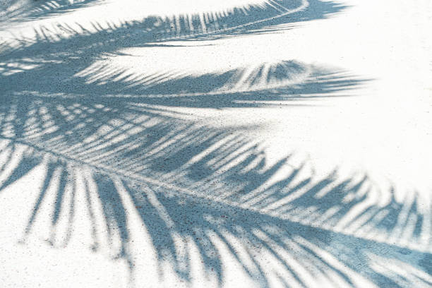 熱帯のビーチの白い砂の上にヤシの葉の影。 - water rainforest frond tropical climate ストックフォトと画像