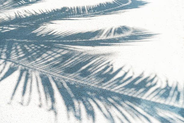 istock Palm leaf shadows on a white sand on tropical beach. 1200183053