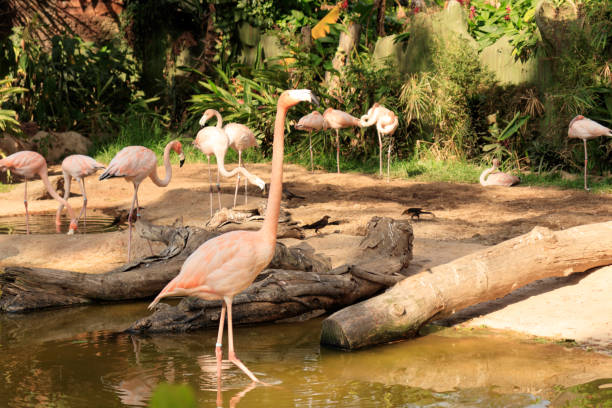 istock Flamingos in the river shore 1200183427