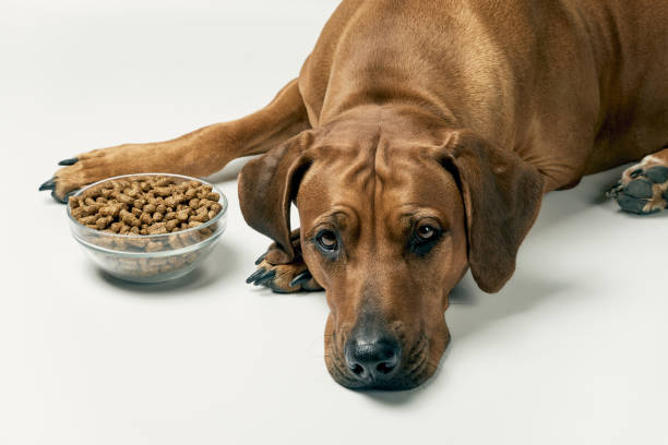 Dog laying next to bowl of dry kibble dog food over white background. stock photo