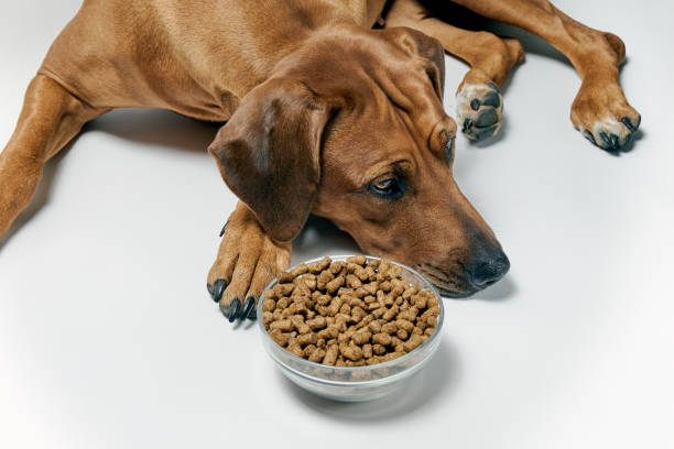 Dog laying near a bowl of dry kibble food. Dog doesn't want kibble. Unhealthy dog food concept. stock photo