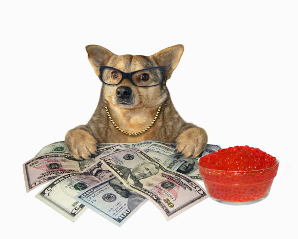 istock Dog with red caviar and money 1200185427