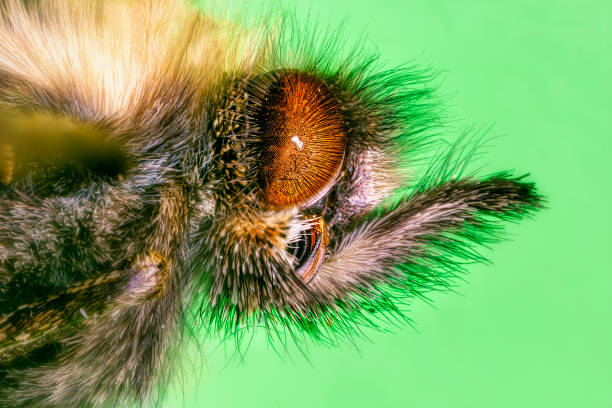 oko motyla - variegated close up textured sharp zdjęcia i obrazy z banku zdjęć