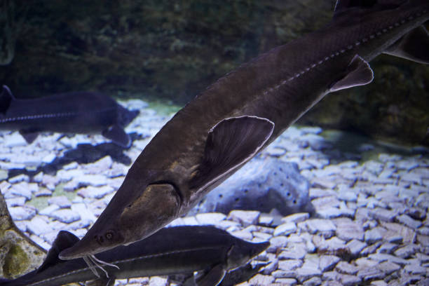 istock Sturgeon fishes in aquarium 1200185911