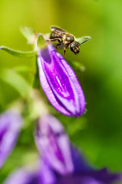 Photo of Fly in a flower