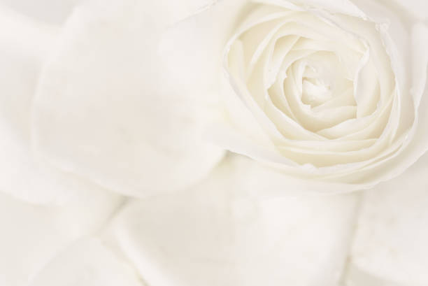 istock Soft focus, abstract floral background, white rose flower. Macro flowers backdrop for holiday brand design 1200186014
