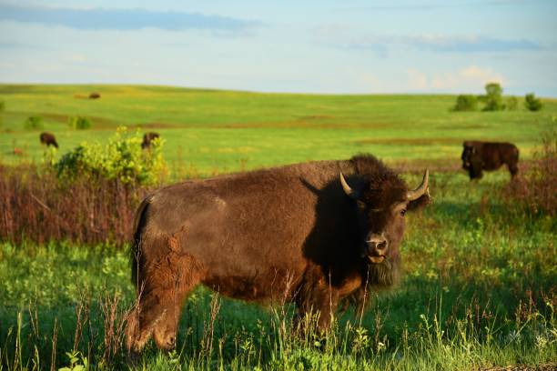 istock Male American Bison 1200186023