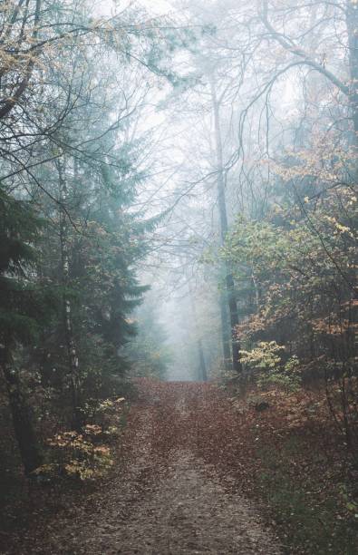istock Dirt road through a foggy forest 1200188475