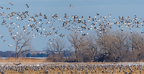 Geese and Cranes taking off from a Roosting Ground near Kearney, Nebraska