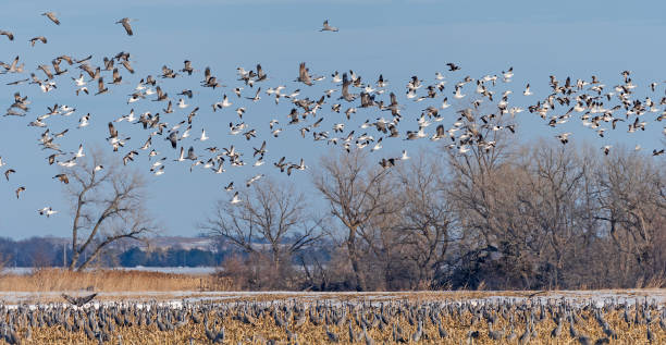 Geese and Cranes taking off from a Roosting Ground Geese and Cranes taking off from a Roosting Ground near Kearney, Nebraska kearney nebraska stock pictures, royalty-free photos & images