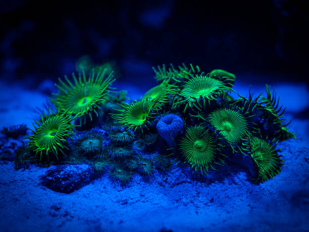 green palythoa (soft coral) in a reef aquarium - efflorescent imagens e fotografias de stock