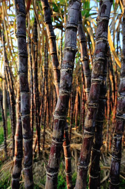 istock Sugarcane plants growing at field 1200191601