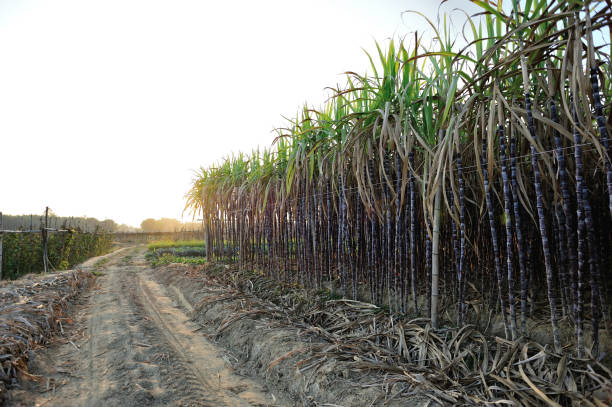 istock Sugarcane plants growing at field 1200191620