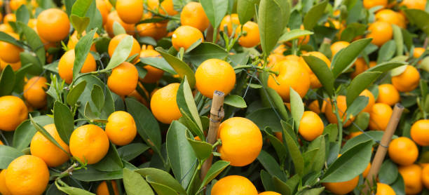 istock Mandarin oranges grow on tree for a happy chinese new year 1200191812