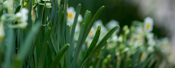 istock Narcissus flowers blooming in spring 1200191914