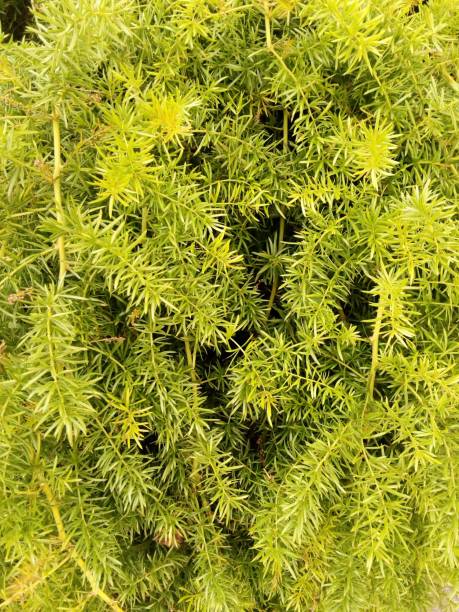 istock Beautiful pine leaves   Green Wallpaper 1200191974