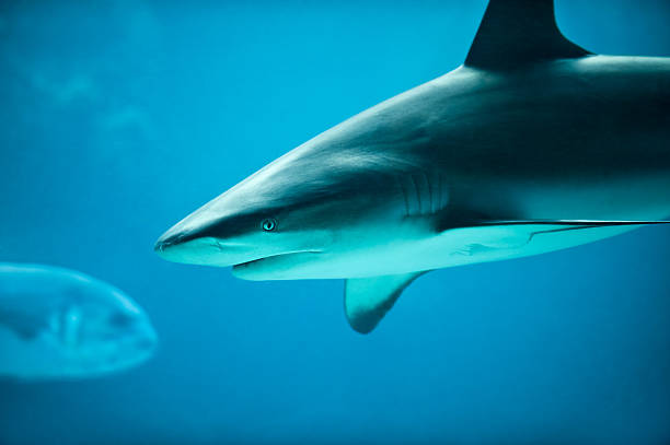 Caribbean Reef Shark and Fish in Deep Blue Sea Water stock photo