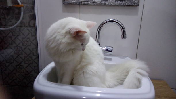 トルコのアンゴラ猫 - アンゴラうさぎ ストックフォトと画像