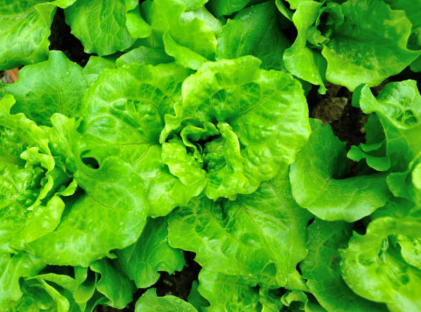istock Green lettuce plants in growth at field 1200193170