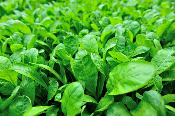istock Green radish leaf plants in growth at vegetable garden 1200193904