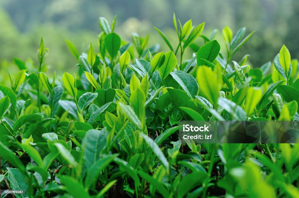 Vườn cây trà xanh vào mùa xuân - Trả phí Bản quyền Một lần Buổi sáng Bức ảnh sẵn có Vườn cây trà xanh vào mùa xuân - Trả phí Bản quyền Một lần Buổi sáng Bức ảnh sẵn có
